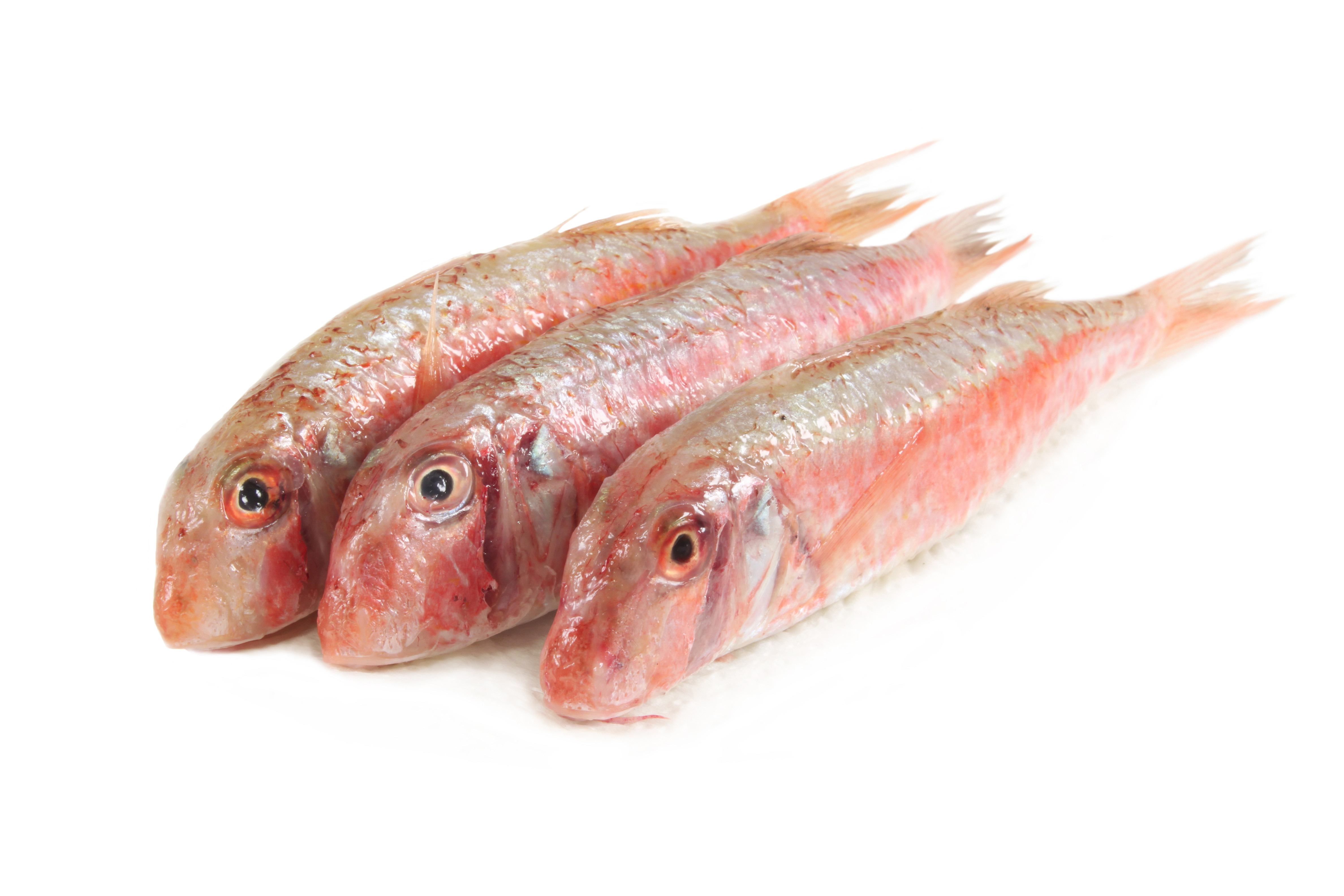 Frozen red mullet from Morocco export import company