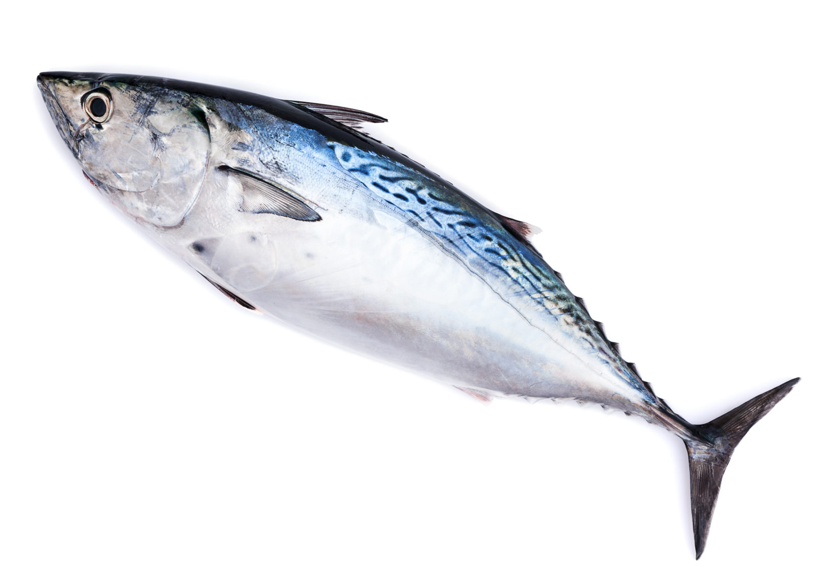 Frozen Bonito From Morocco Export Import Company