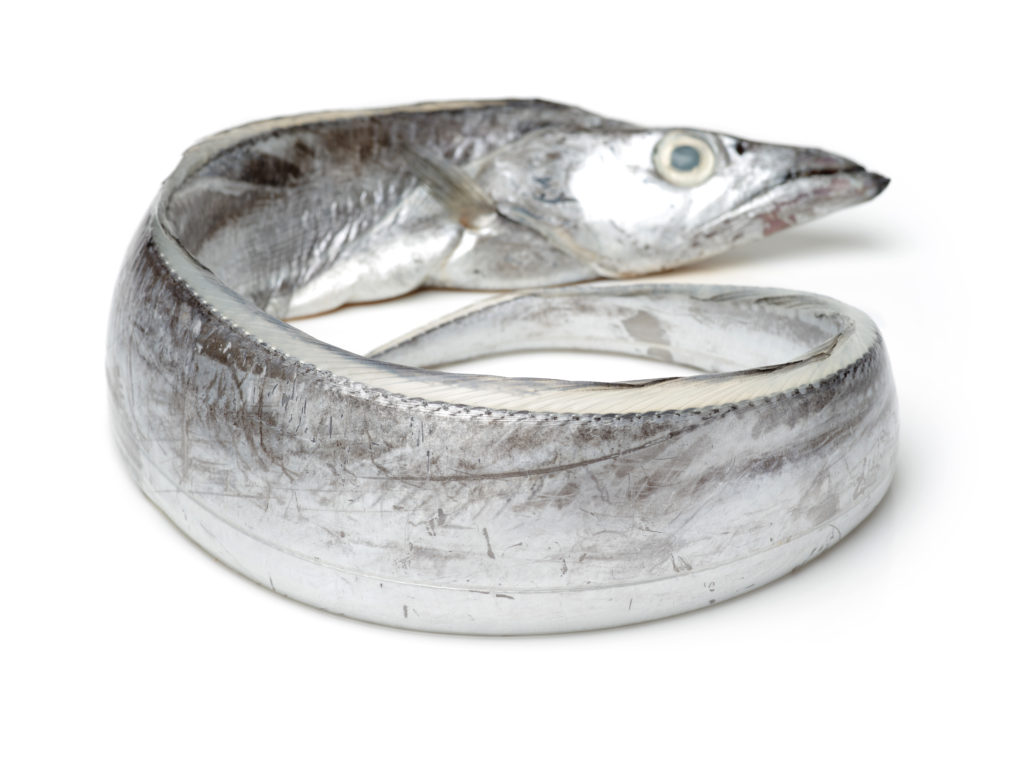 Frozen ribbon fish from Morocco - export import company